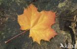 Norway Maple (Acer platanoides)