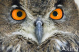 Eurasian Eagle-Owl (Bubo bubo)