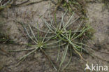 Oeverkruid (Littorella uniflora) 