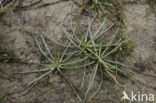 Shoreweed (Littorella uniflora)