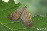 Oranje agaatspanner (Eulithis testata)