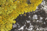 Oranje dooiermos (Xanthoria calcicola)