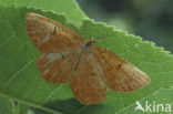 Oranje iepentakvlinder (Angerona prunaria)