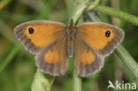 Oranje zandoogje (Pyronia tithonus)