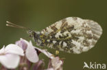 Oranjetipje (Anthocharis cardamines)