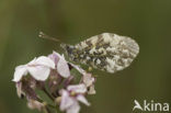 Oranjetipje (Anthocharis cardamines)