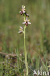 Outstanding Ophrys (Ophrys exaltata subsp. splendida)