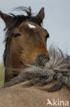 Paard (Equus spp)