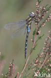 Migrant Hawker (Aeshna mixta)