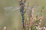 Migrant Hawker (Aeshna mixta)