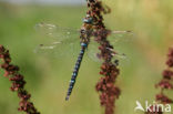 Paardenbijter (Aeshna mixta)