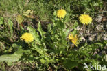 Paardenbloem (Taraxacum vulgare)