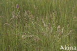 Fibrous Tussock-sedge (Carex appropinquata)