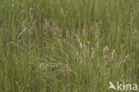 Paardenhaarzegge (Carex appropinquata) 