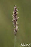 Paardenhaarzegge (Carex appropinquata) 