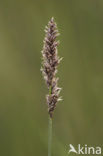 Fibrous Tussock-sedge (Carex appropinquata)