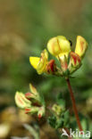 Paardenhoefklaver (Hippocrepis comosa)