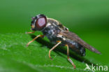 Paddestoelgitje (Cheilosia scutellata)