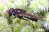 Cheilosia scutellata