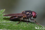 Paddestoelgitje (Cheilosia scutellata)