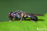 Paddestoelgitje (Cheilosia scutellata)