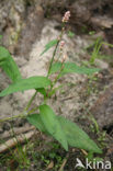 Perzikkruid (Persicaria maculosa)