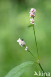 Perzikkruid (Persicaria maculosa)