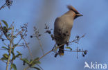 Bohemian Waxwing (Bombycilla garrulus)