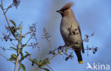 Bohemian Waxwing (Bombycilla garrulus)