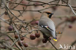 Bohemian Waxwing (Bombycilla garrulus)