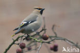 Bohemian Waxwing (Bombycilla garrulus)