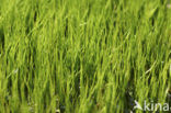 Pillwort (Pilularia globulifera)