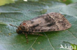 Copper Underwing (Amphipyra pyramidea)