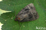 Copper Underwing (Amphipyra pyramidea)