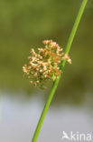 Soft Rush (Juncus effusus)