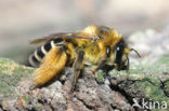 Dasypoda hirtipes