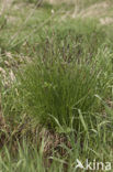 Polzegge (Carex cespitosa) 