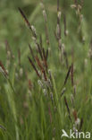 Polzegge (Carex cespitosa) 