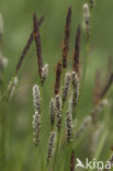 Polzegge (Carex cespitosa) 