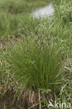 Polzegge (Carex cespitosa) 