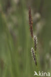 Polzegge (Carex cespitosa) 