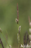 Polzegge (Carex cespitosa) 