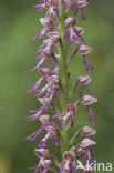 Man Orchid x Military Orchid (Aceras anthropophorum x Orchis militaris)