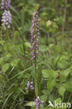Man Orchid x Military Orchid (Aceras anthropophorum x Orchis militaris)
