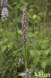 Poppenorchis x Soldaatje (Aceras anthropophorum x Orchis militaris)