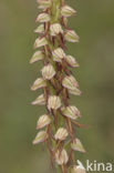 Poppenorchis (Aceras anthropophorum) 