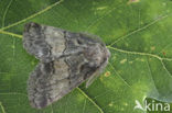 Populierentandvlinder (Gluphisia crenata)