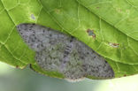 Mullein Wave (Scopula marginepunctata)