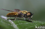 Prachtwapenvlieg (Chloromyia formosa)