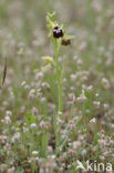 Provence orchid (Orchis provincialis)